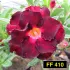 FF 410  - Rosa do deserto