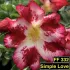 Simple Love FF 332 - Rosa do deserto