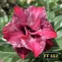 FF 652 - Rosa do deserto