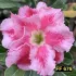 FF 676 - Rosa do deserto