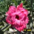 FF 689 - Rosa do deserto