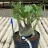 Adenium Arabicum Pote 21 - Rosa do deserto