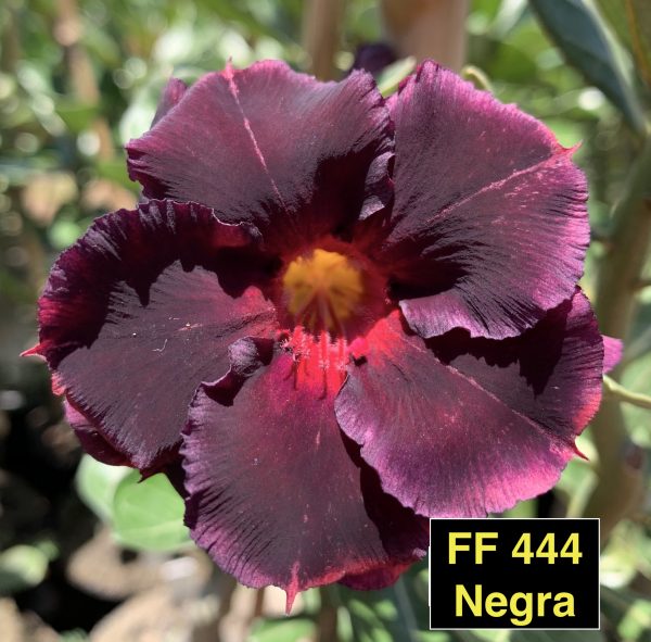 Negra FF 444 - Rosa do deserto - Fuji